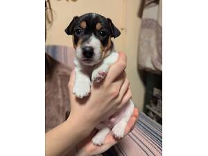 Джек Рассел тер'єр