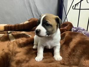 Джек Рассел терьер