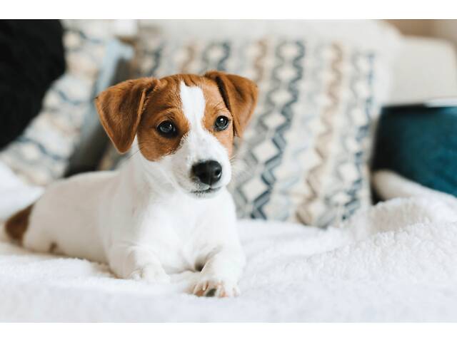 Джек рассел, цуценята джеки - Фото 1