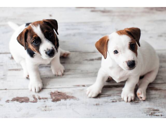 Джек рассел, цуценята джеки - Фото 2