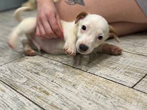 Джек рассел цуценята маленькі