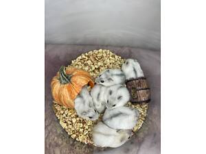 Джунгарські хом'ячки декоративні для дому, різнокольорові