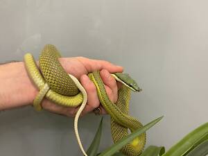Длинноносый филодриас, зелена змія з цікавим носиком