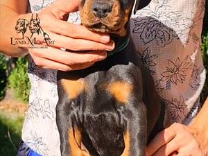 Доберман , шикарные щенки добермана