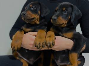 Доберман цуценя Топ