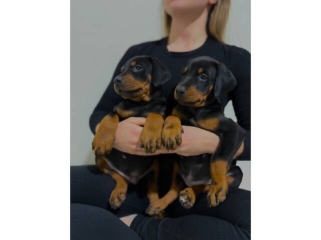 Доберман цуценя Топ - Фото 1