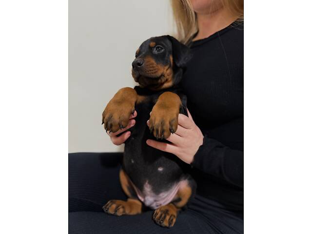 Доберман цуценя Топ - Фото 3