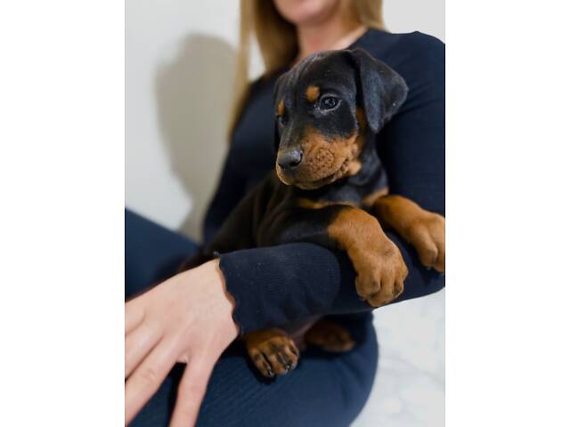 Доберман цуценя Топ - Фото 5