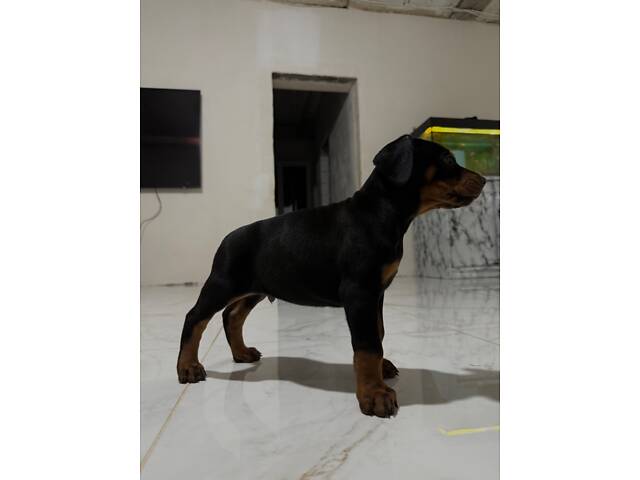 Доберман цуценя Топ - Фото 7