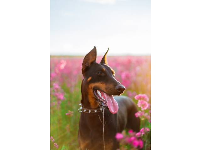 Доберман цуценя Топ - Фото 8