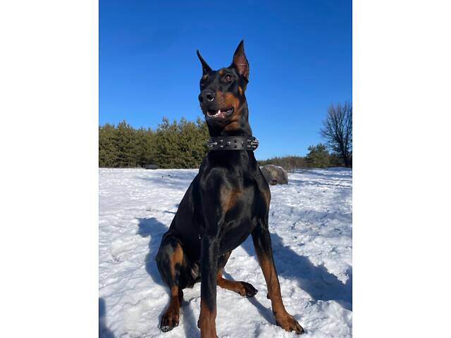 Доберман цуценя Топ - Фото 9