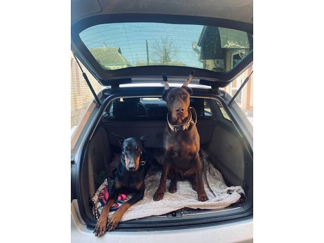 Доберман цуценя Топ - Фото 10