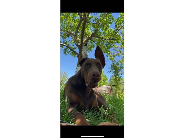 Доберман цуценя Топ - Фото 11