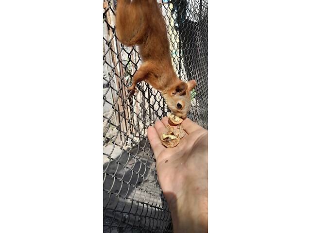 Домашні білочки вальєрного утримання. Новий улюбленець буде для вашої родини - Фото 4