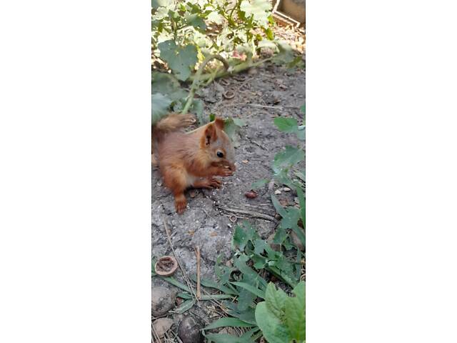 Домашні білочки вальєрного утримання. Новий улюбленець буде для вашої родини - Фото 5