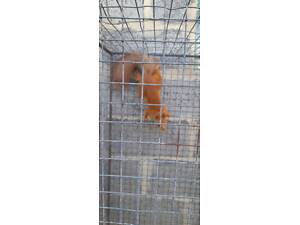 Домашні білочки вальєрного утримання. Новий улюбленець буде для вашої родини