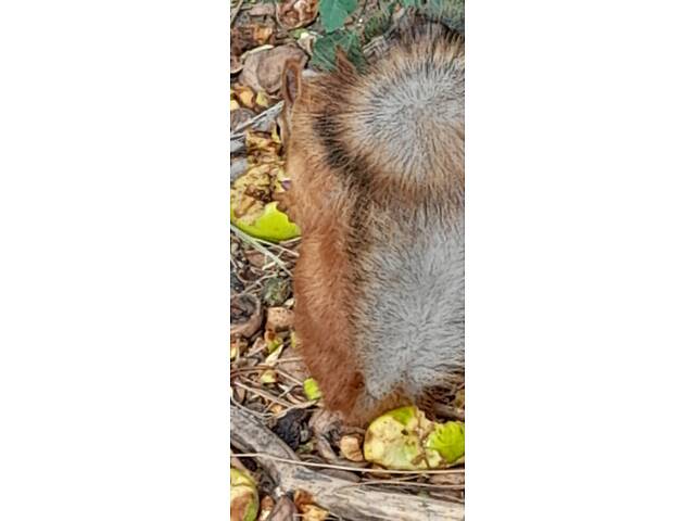 Домашні білочки вальєрного утримання. Новий улюбленець буде для вашої родини - Фото 2