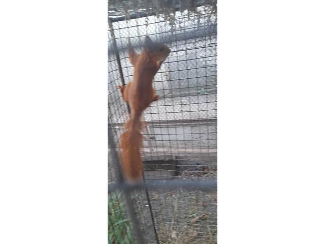 Домашні білочки вальєрного утримання. Новий улюбленець буде для вашої родини - Фото 3