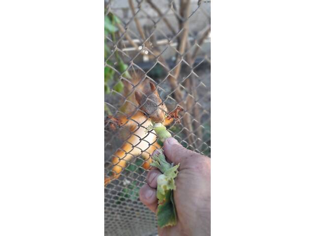 Домашні білочки вальєрного утримання. Новий улюбленець буде для вашої родини - Фото 6