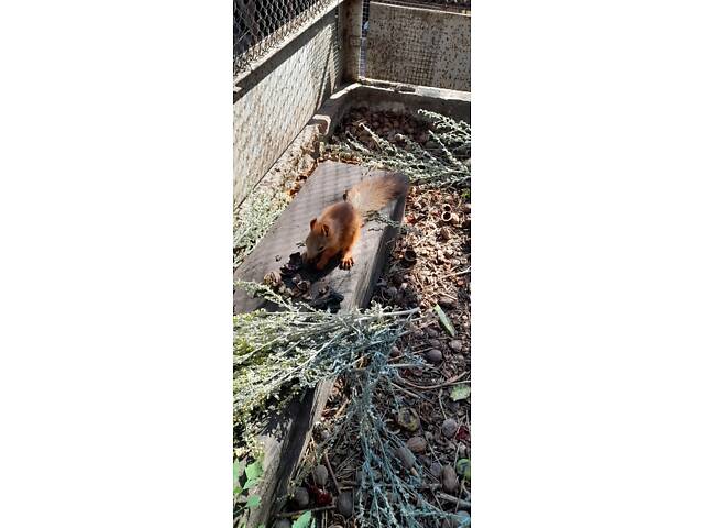 Домашні білочки вальєрного утримання. Новий улюбленець буде для вашої родини - Фото 8