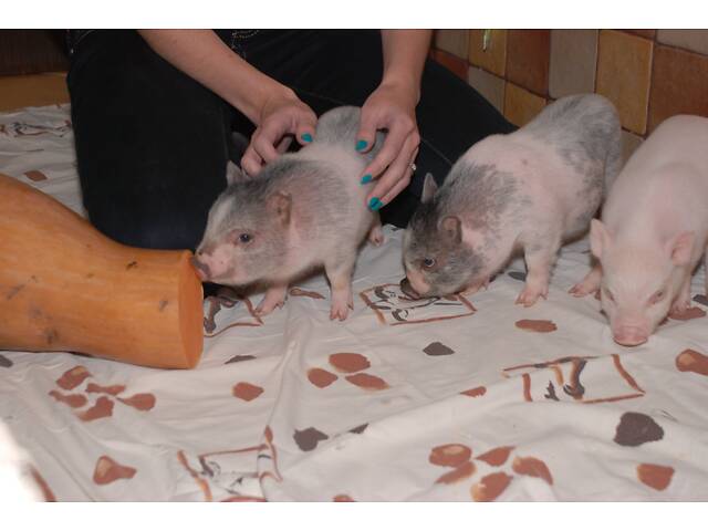 Домашние карликовые свинки Мини пиг, mini pig разных цветов. - Фото 2