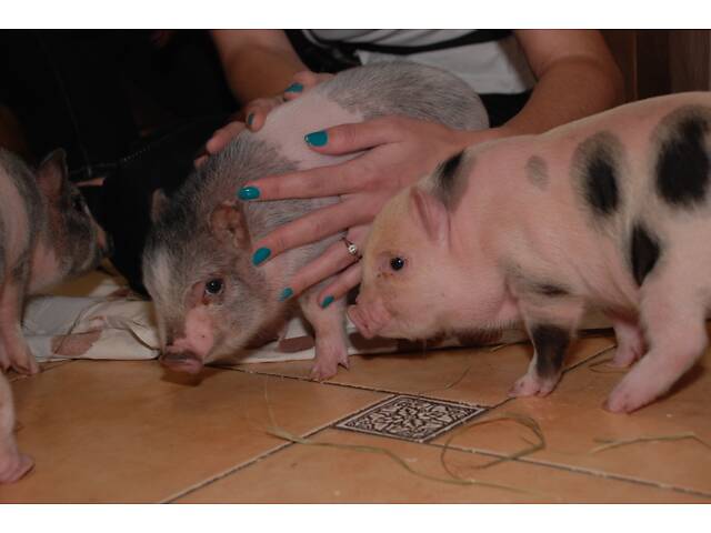 Домашние карликовые свинки Мини пиг, mini pig разных цветов. - Фото 3