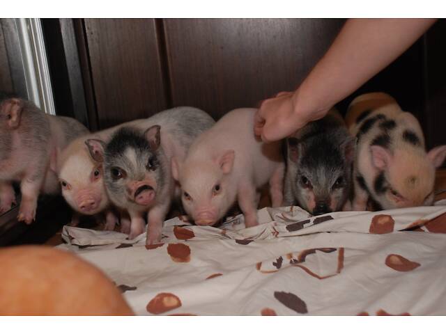 Домашние карликовые свинки Мини пиг, mini pig разных цветов. - Фото 4