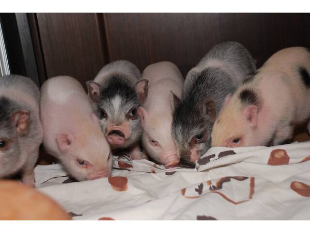Домашние карликовые свинки Мини пиг, mini pig разных цветов. - Фото 5
