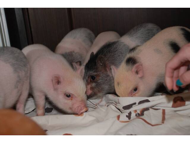 Домашние карликовые свинки Мини пиг, mini pig разных цветов. - Фото 6
