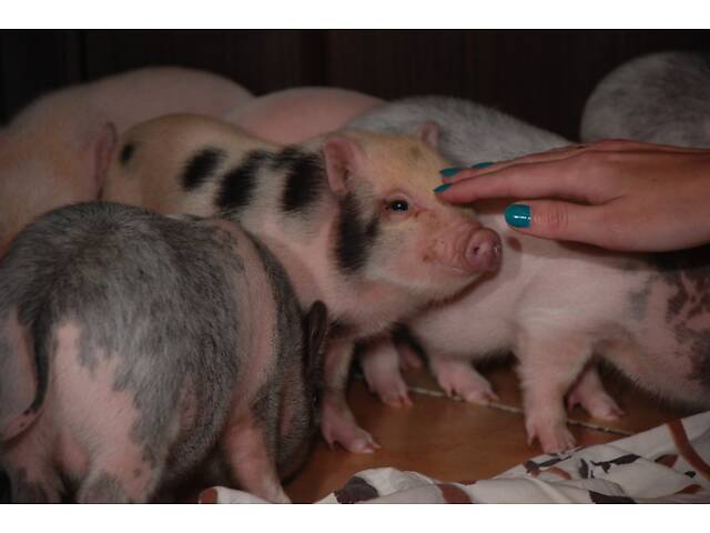Домашние карликовые свинки Мини пиг, mini pig разных цветов. - Фото 7