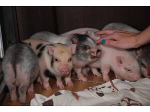 Домашні карликові свинки Міні піг, mini pig різних кольорів