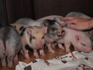 Домашние карликовые свинки Мини пиг, mini pig разных цветов.