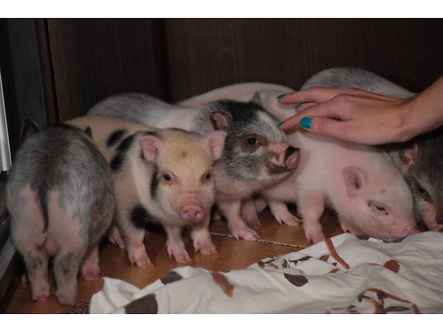 Домашние карликовые свинки Мини пиг, mini pig разных цветов. - Фото 1