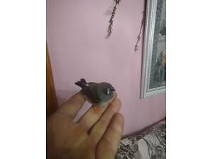 Домашні ручні амадіни