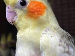 Домашние ручные кореллы, возраст 2 месяца.