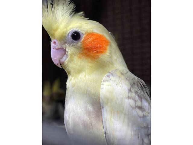 Домашні ручні корелла, вік 2 місяці. - Фото 1