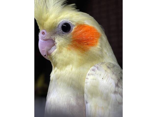 Домашні ручні корелла, вік 2 місяці. - Фото 2