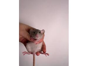 Домашні ручні пацюки щурики