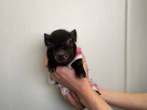 Домашні супер міні карликові свинки, дуже розумні та ласкаві