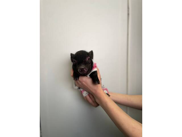 Домашні супер міні карликові свинки, дуже розумні та ласкаві - Фото 1