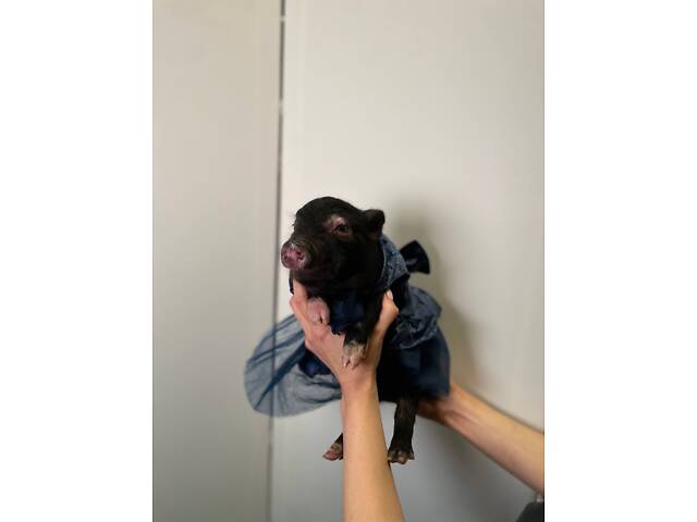 Домашні супер міні карликові свинки, дуже розумні та ласкаві - Фото 3