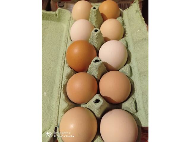 Домашні вітамінні яйця - Фото 1