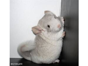 Домашний питомник шиншилл (квартира) Хорошие проверенные линии Разные окрасы