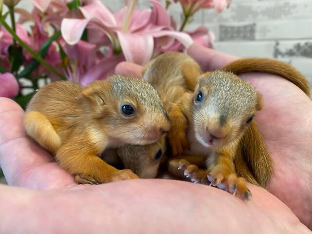 Домашня білка - ідеальний компаньйон. Привчена до лотка, харчується горішками та фруктами. - Фото 1