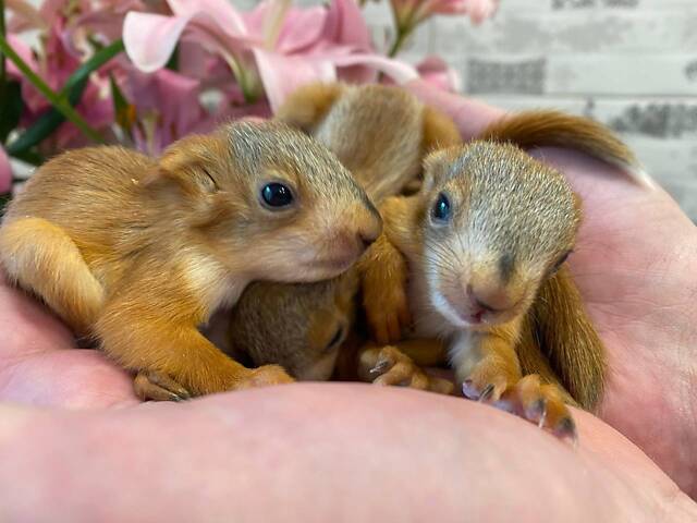 Домашня білка - ідеальний компаньйон. Привчена до лотка, харчується горішками та фруктами. - Фото 2