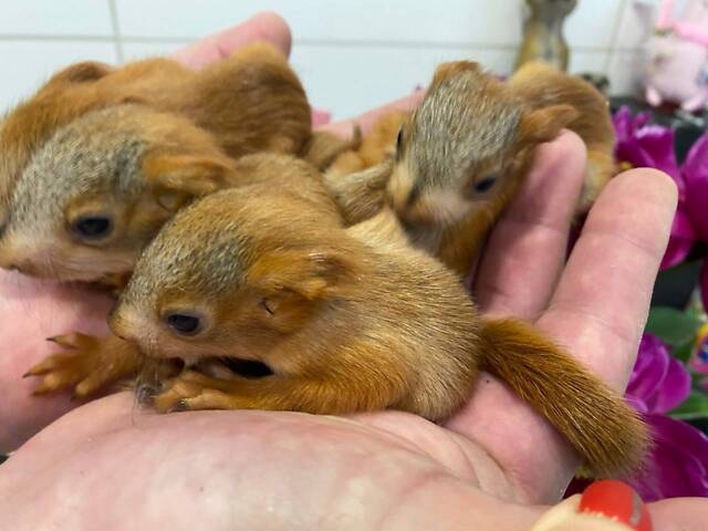 Домашня білка - ідеальний компаньйон. Привчена до лотка, харчується горішками та фруктами. - Фото 3