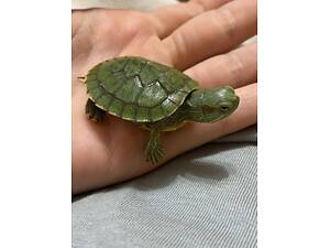 Домашняя красноухая пресноводная черепашка, черепашата.