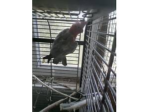 Доросла самка рожевого какаду