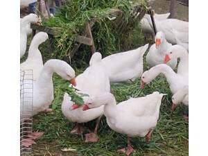 Дорослі домашні гуси Звенигородка