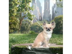 Довгошерста красуня. Дівчинка чіхуахуа.